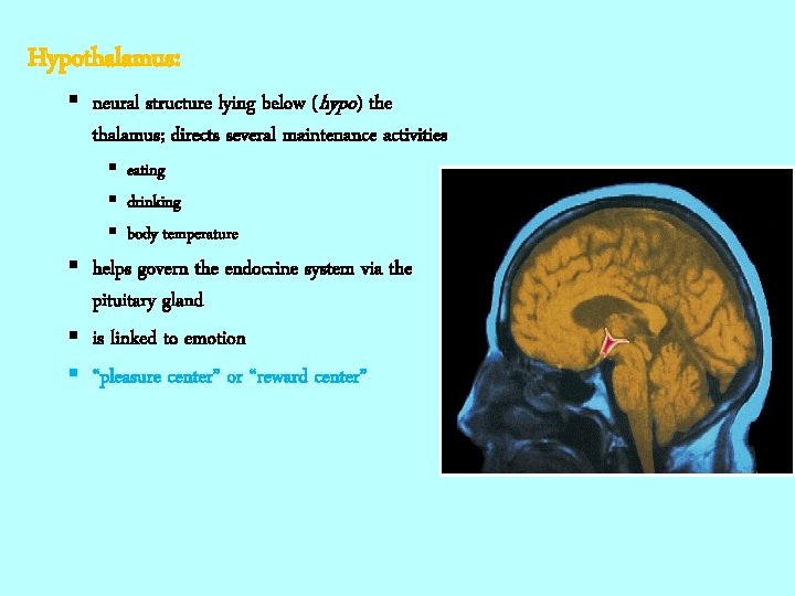 Hypothalamus: § neural structure lying below (hypo) the thalamus; directs several maintenance activities §