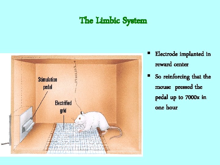 The Limbic System § Electrode implanted in reward center § So reinforcing that the