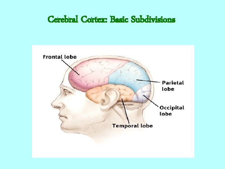 Cerebral Cortex: Basic Subdivisions 