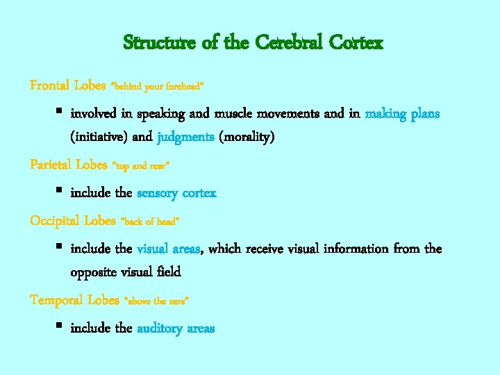 Structure of the Cerebral Cortex Frontal Lobes “behind your forehead” § involved in speaking