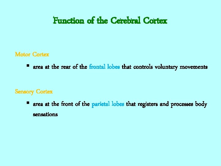 Function of the Cerebral Cortex Motor Cortex § area at the rear of the