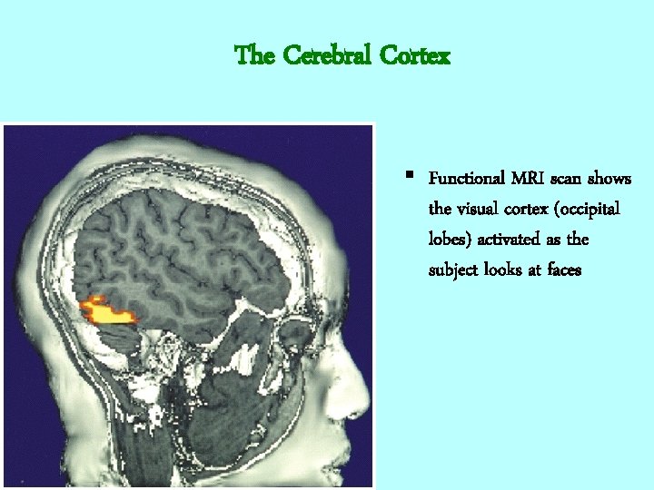 The Cerebral Cortex § Functional MRI scan shows the visual cortex (occipital lobes) activated