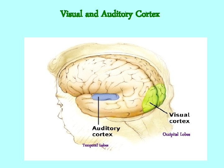 Visual and Auditory Cortex Occipital Lobes Temporal Lobes 
