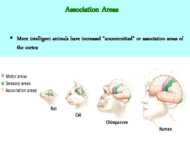 Association Areas § More intelligent animals have increased “uncommitted” or association areas of the