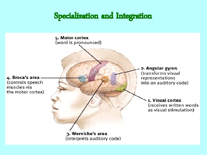 Specialization and Integration 