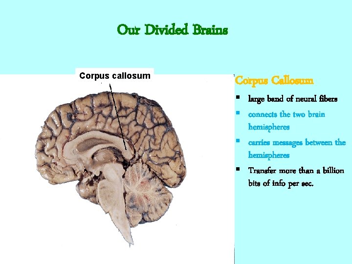 Our Divided Brains Corpus callosum Corpus Callosum § large band of neural fibers §