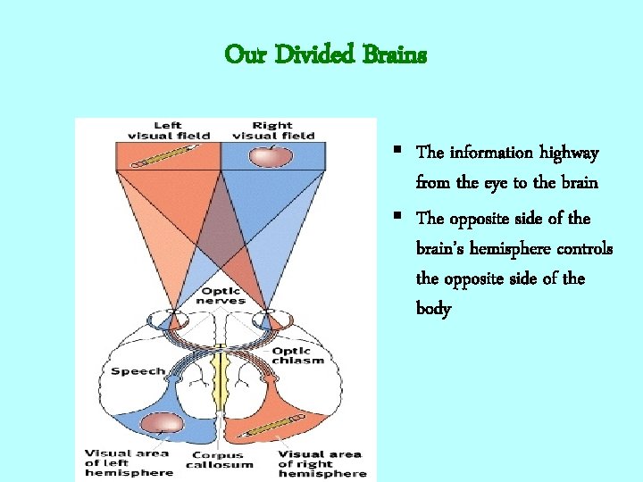 Our Divided Brains § The information highway from the eye to the brain §