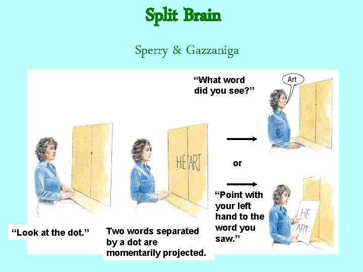  Split Brain Sperry & Gazzaniga “What word did you see? ” or “Look