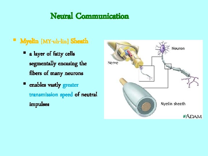 Neural Communication § Myelin [MY-uh-lin] Sheath § a layer of fatty cells segmentally encasing