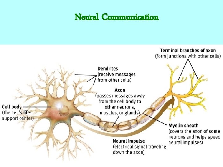 Neural Communication 