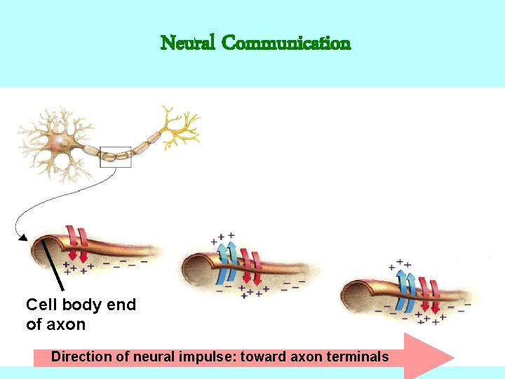 Neural Communication Cell body end of axon Direction of neural impulse: toward axon terminals