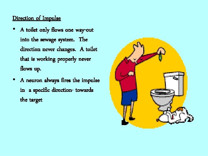 Direction of Impulse • A toilet only flows one way-out into the sewage system.