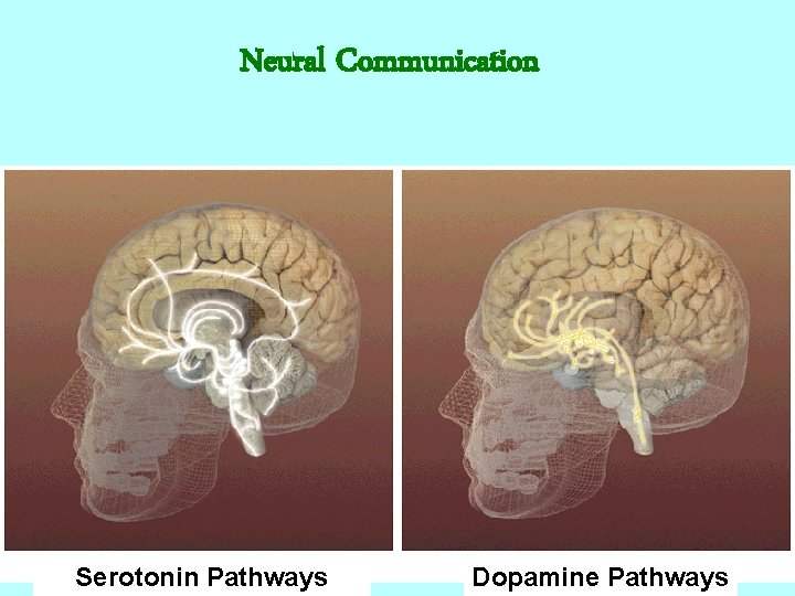 Neural Communication Serotonin Pathways Dopamine Pathways 