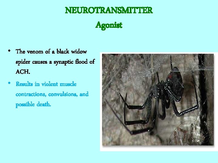 NEUROTRANSMITTER Agonist • The venom of a black widow spider causes a synaptic flood
