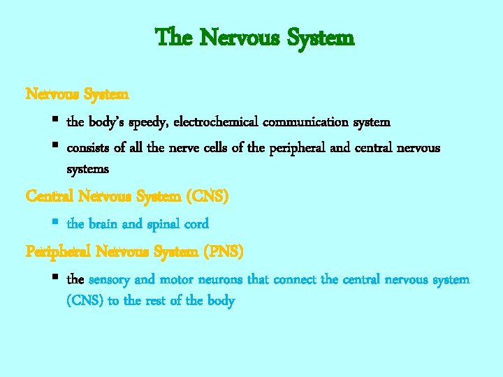 The Nervous System § the body’s speedy, electrochemical communication system § consists of all