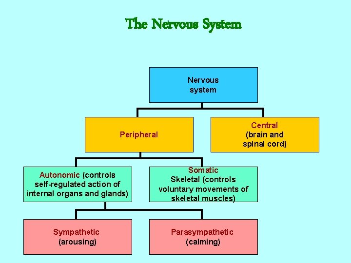 The Nervous System Nervous system Central (brain and spinal cord) Peripheral Autonomic (controls self-regulated