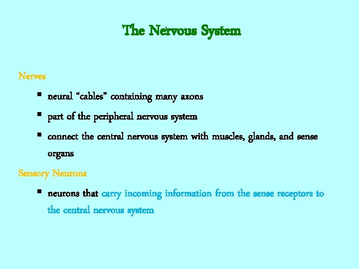 The Nervous System Nerves § neural “cables” containing many axons § part of the