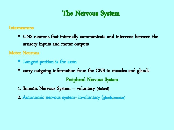 The Nervous System Interneurons § CNS neurons that internally communicate and intervene between the