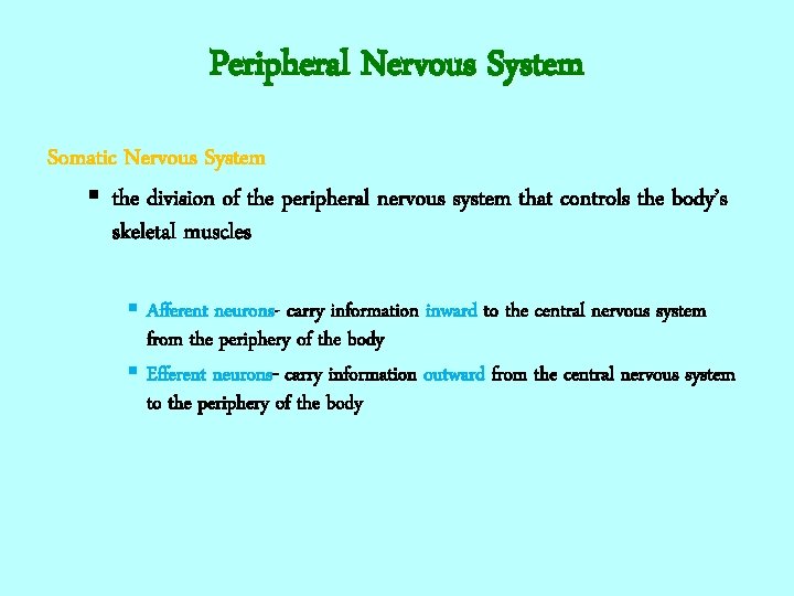 Peripheral Nervous System Somatic Nervous System § the division of the peripheral nervous system