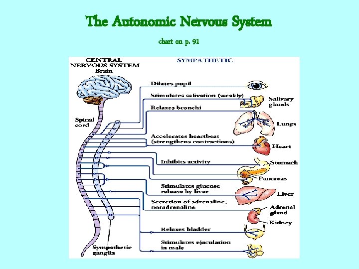 The Autonomic Nervous System chart on p. 91 