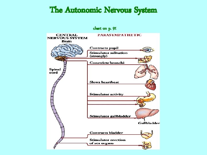 The Autonomic Nervous System chart on p. 91 