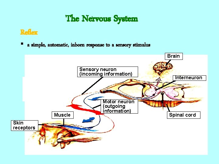 Reflex The Nervous System § a simple, automatic, inborn response to a sensory stimulus