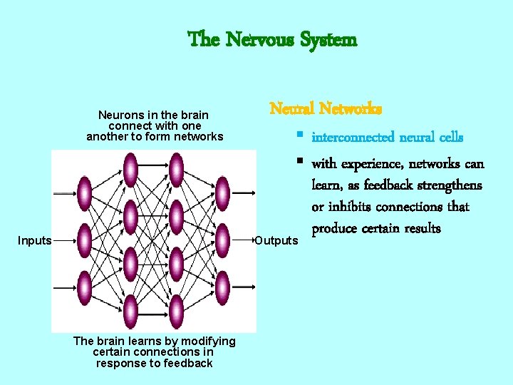 The Nervous System Neurons in the brain connect with one another to form networks