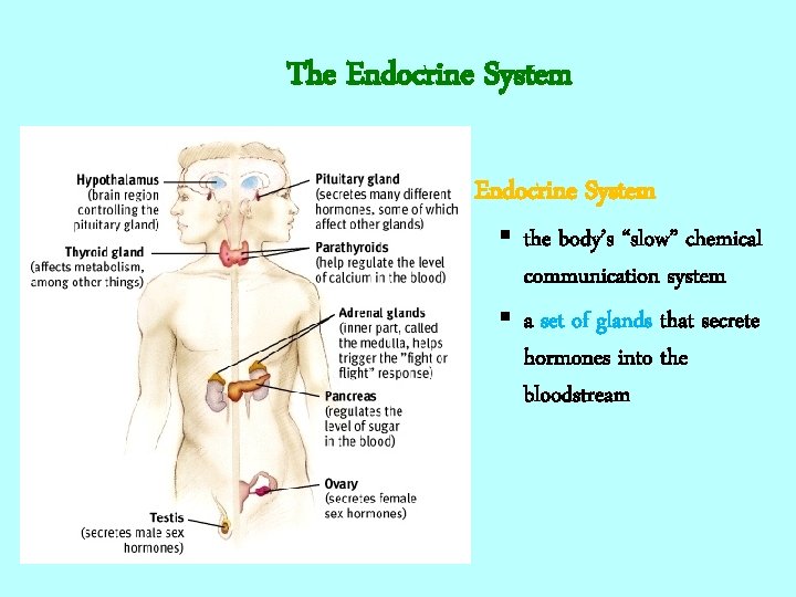 The Endocrine System § the body’s “slow” chemical communication system § a set of