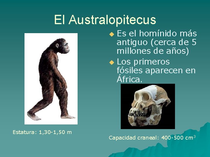 El Australopitecus Es el homínido más antiguo (cerca de 5 millones de años) u