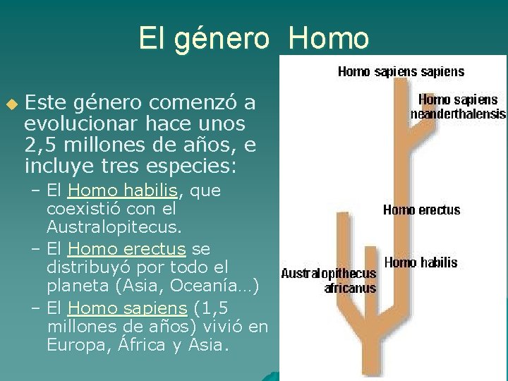 El género Homo u Este género comenzó a evolucionar hace unos 2, 5 millones