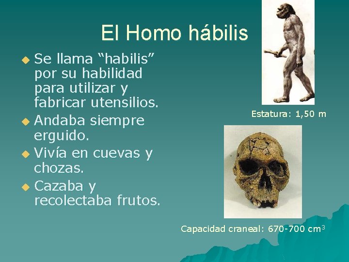 El Homo hábilis Se llama “habilis” por su habilidad para utilizar y fabricar utensilios.