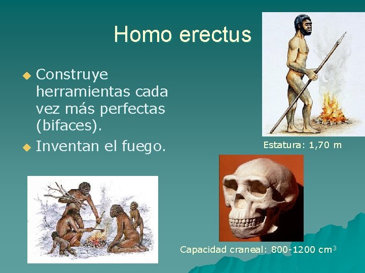 Homo erectus Construye herramientas cada vez más perfectas (bifaces). u Inventan el fuego. u