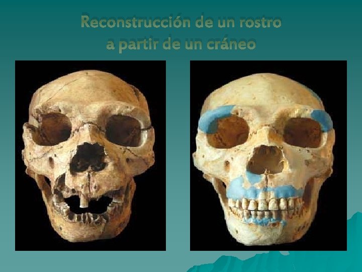Reconstrucción de un rostro a partir de un cráneo 