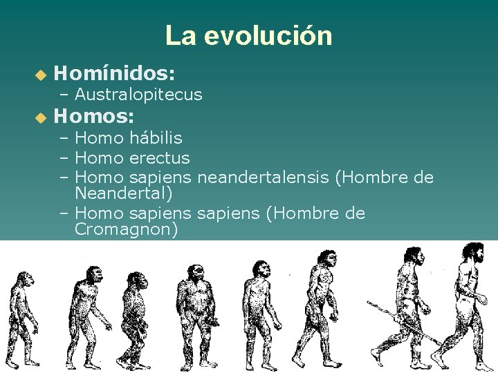 La evolución u Homínidos: u Homos: – Australopitecus – Homo hábilis – Homo erectus