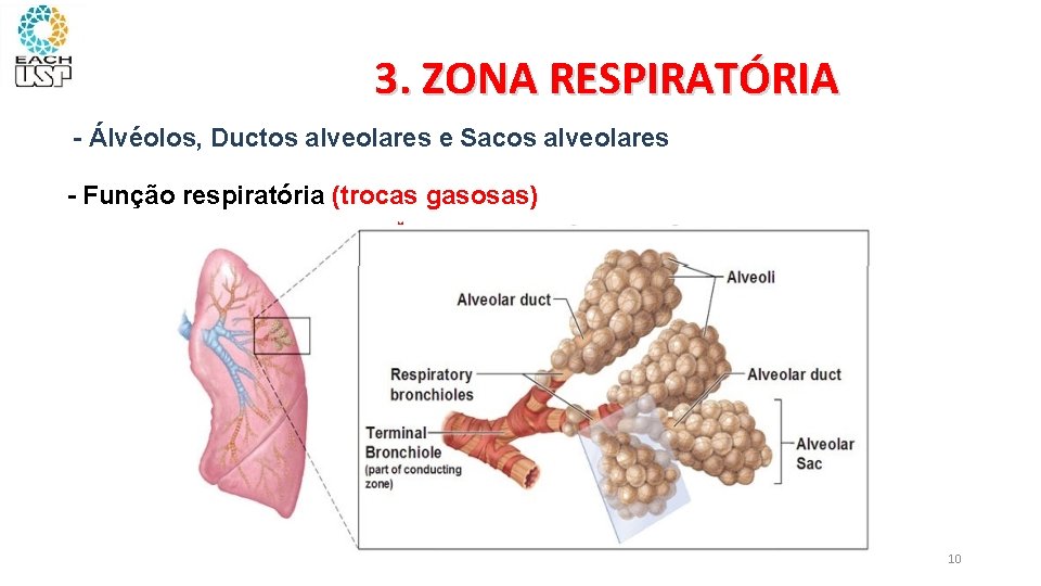 3. ZONA RESPIRATÓRIA - Álvéolos, Ductos alveolares e Sacos alveolares - Função respiratória (trocas