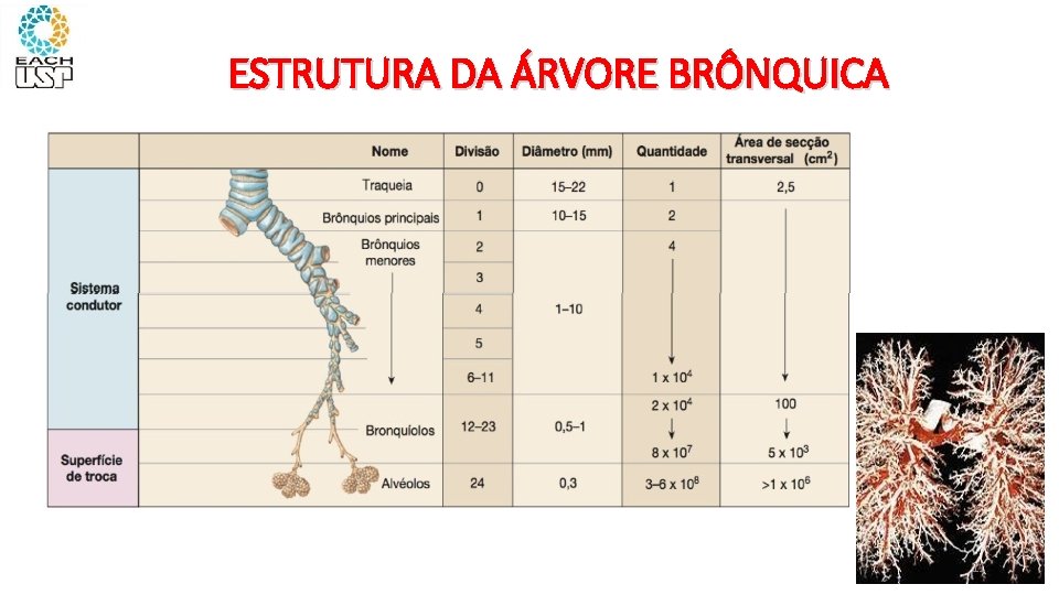 ESTRUTURA DA ÁRVORE BRÔNQUICA 11 