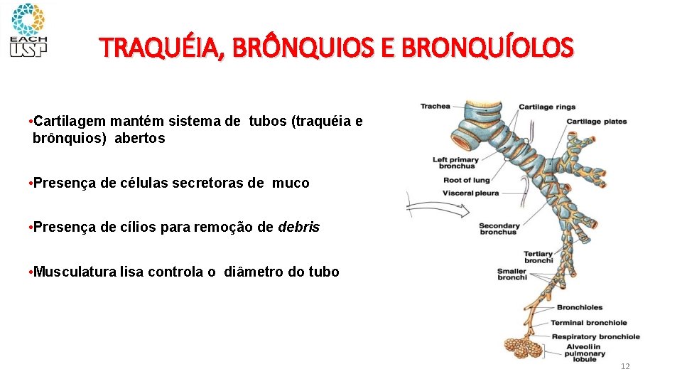 TRAQUÉIA, BRÔNQUIOS E BRONQUÍOLOS • Cartilagem mantém sistema de tubos (traquéia e brônquios) abertos