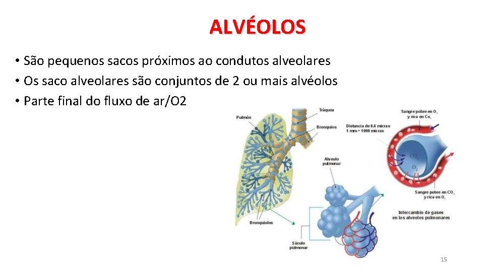 ALVÉOLOS • São pequenos sacos próximos ao condutos alveolares • Os saco alveolares são