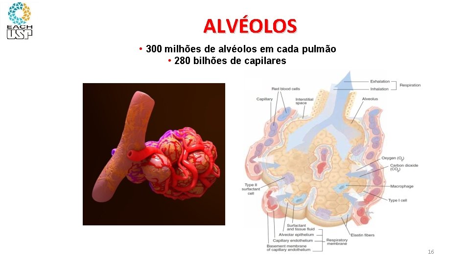 ALVÉOLOS • 300 milhões de alvéolos em cada pulmão • 280 bilhões de capilares