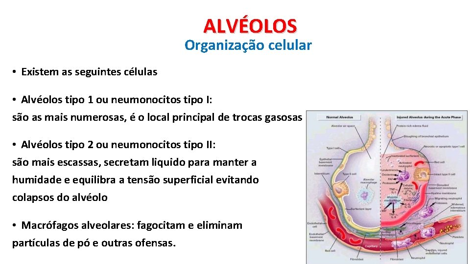 ALVÉOLOS Organização celular • Existem as seguintes células • Alvéolos tipo 1 ou neumonocitos