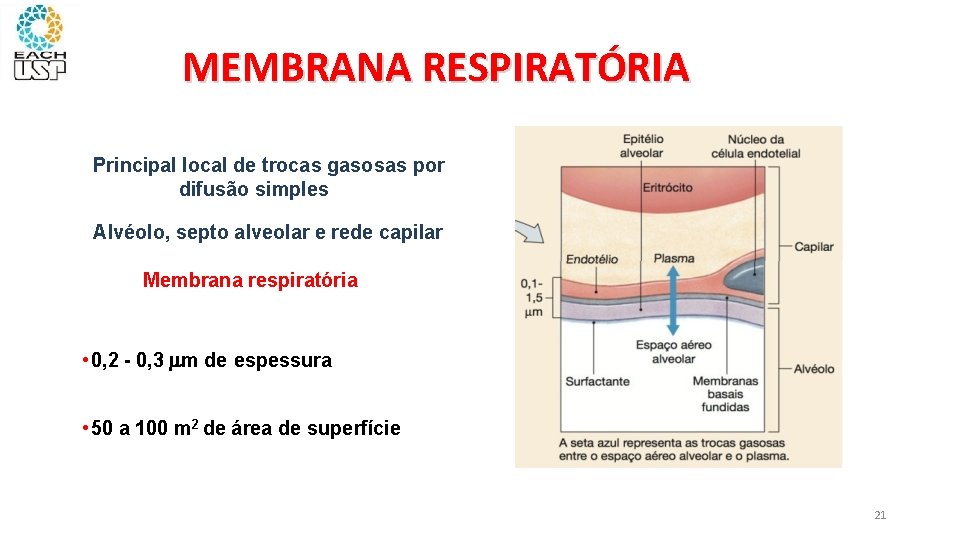 MEMBRANA RESPIRATÓRIA Principal local de trocas gasosas por difusão simples Alvéolo, septo alveolar e