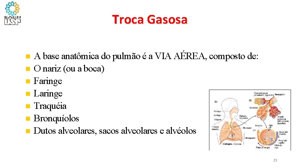 Troca Gasosa A base anatômica do pulmão é a VIA AÉREA, composto de: O