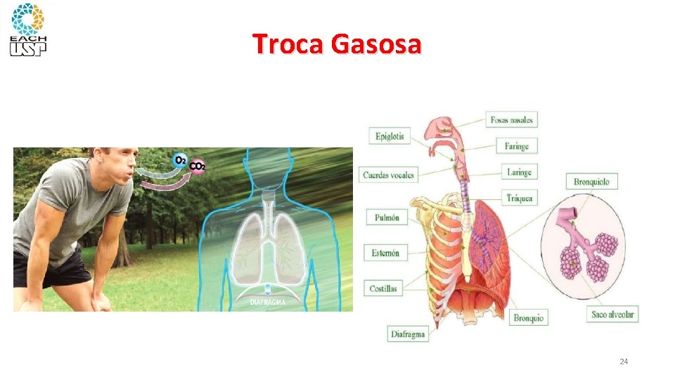 Troca Gasosa 3. DBH 2 24 