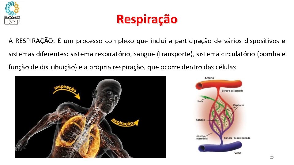 Respiração A RESPIRAÇÃO: É um processo complexo que inclui a participação de vários dispositivos