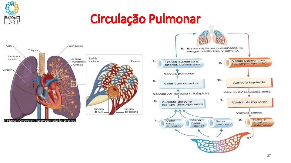 Circulação Pulmonar 27 