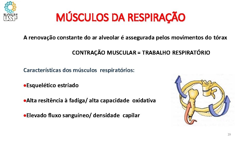 MÚSCULOS DA RESPIRAÇÃO A renovação constante do ar alveolar é assegurada pelos movimentos do