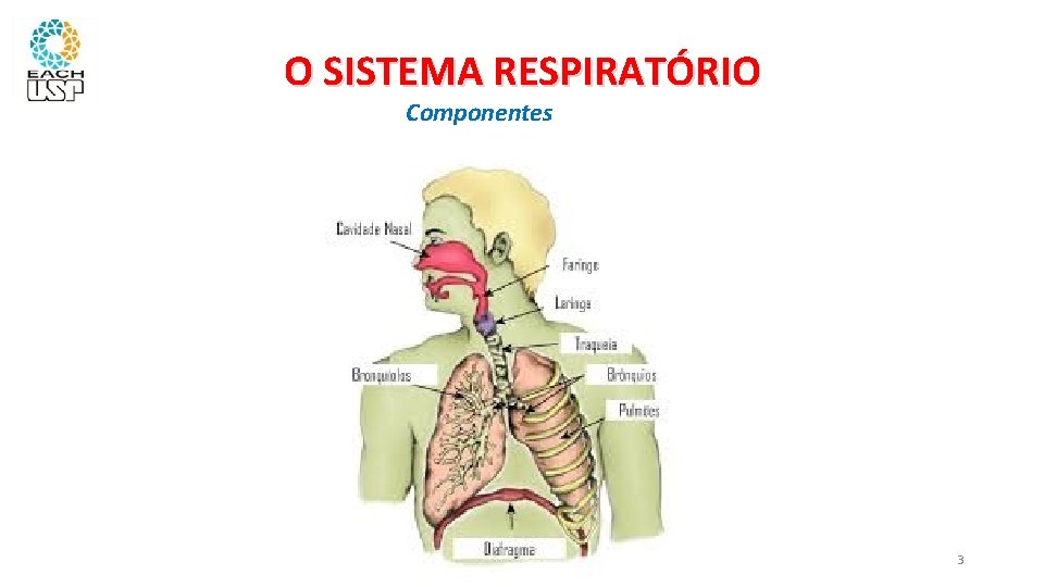 O SISTEMA RESPIRATÓRIO Componentes 3 