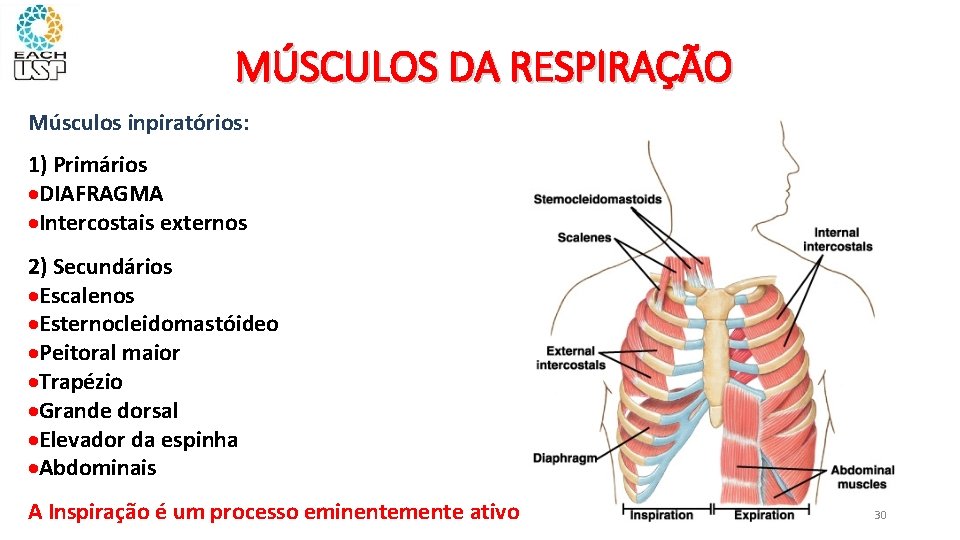 MÚSCULOS DA RESPIRAÇÃO Músculos inpiratórios: 1) Primários DIAFRAGMA Intercostais externos 2) Secundários Escalenos Esternocleidomastóideo