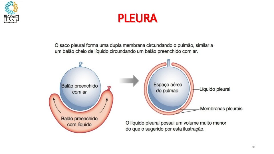 PLEURA 38 