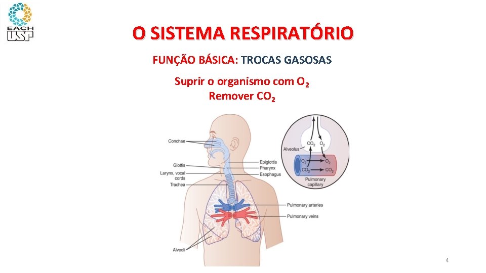 O SISTEMA RESPIRATÓRIO FUNÇÃO BÁSICA: TROCAS GASOSAS Suprir o organismo com O 2 Remover